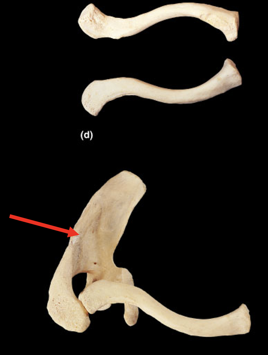 <p>Name this bone</p>