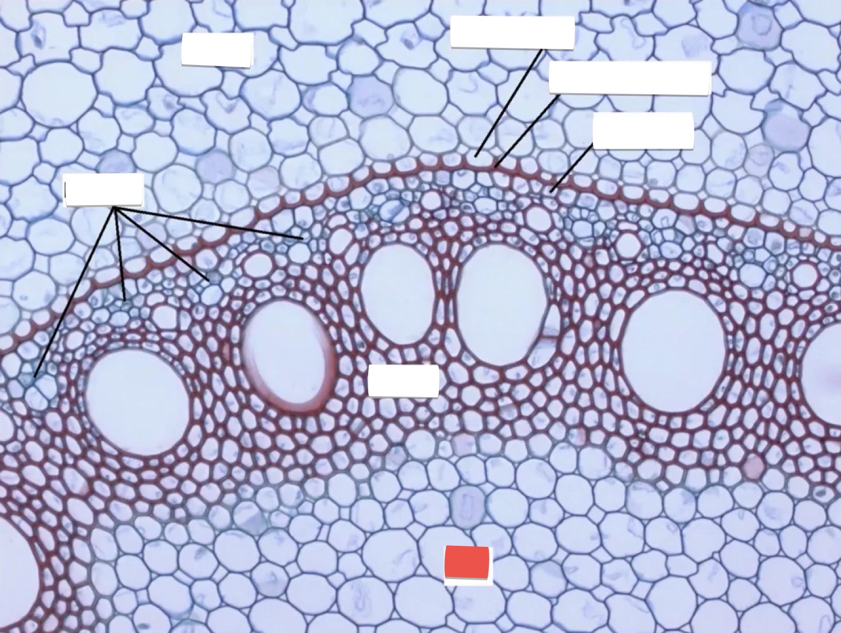 <p>identify the part in red</p>