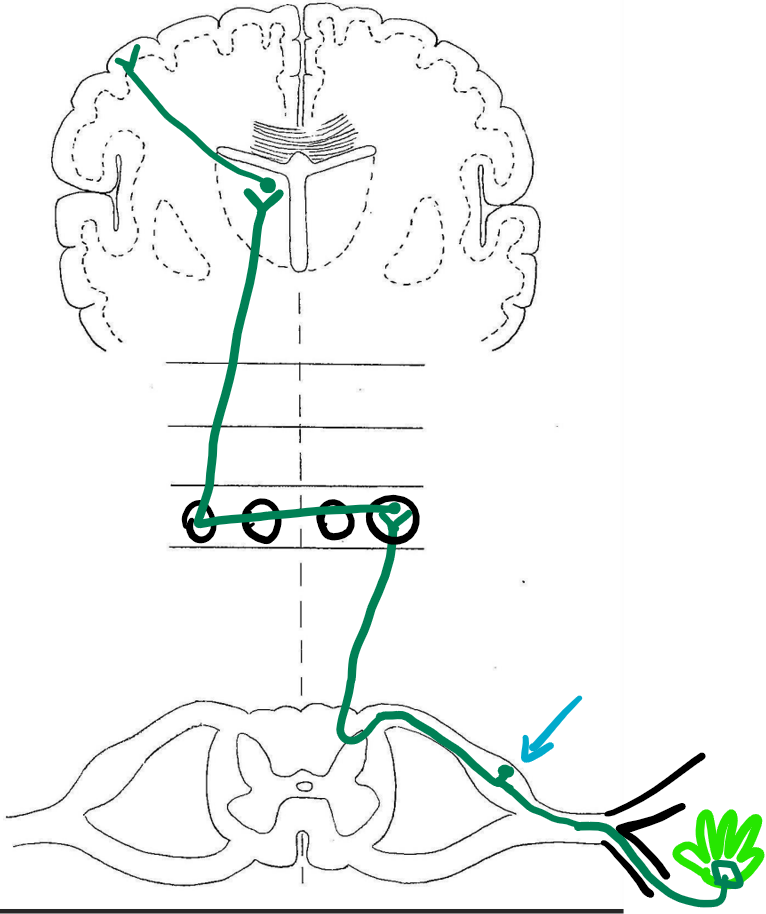 <p>dorsal root ganglion</p>