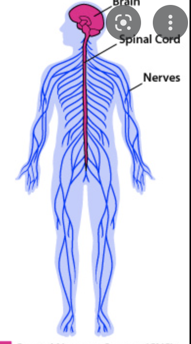 nervous system