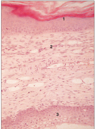 <p>name of histologic slide:</p><p>Specie:</p><p>Parts</p><p>1.__ 2.__ 3.__</p><p>Stain used:</p>