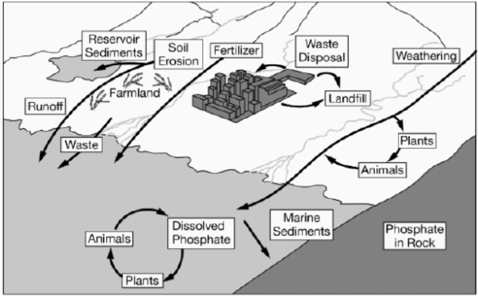 <p><span>Farmers in a suburban coastal town started using no-till agriculture, a practice that reduces soil erosion from their farmland.&nbsp; Use the image above to determine which of the following long-term effects no-till agriculture will have on the ecosystem surrounding the farmland.</span></p>