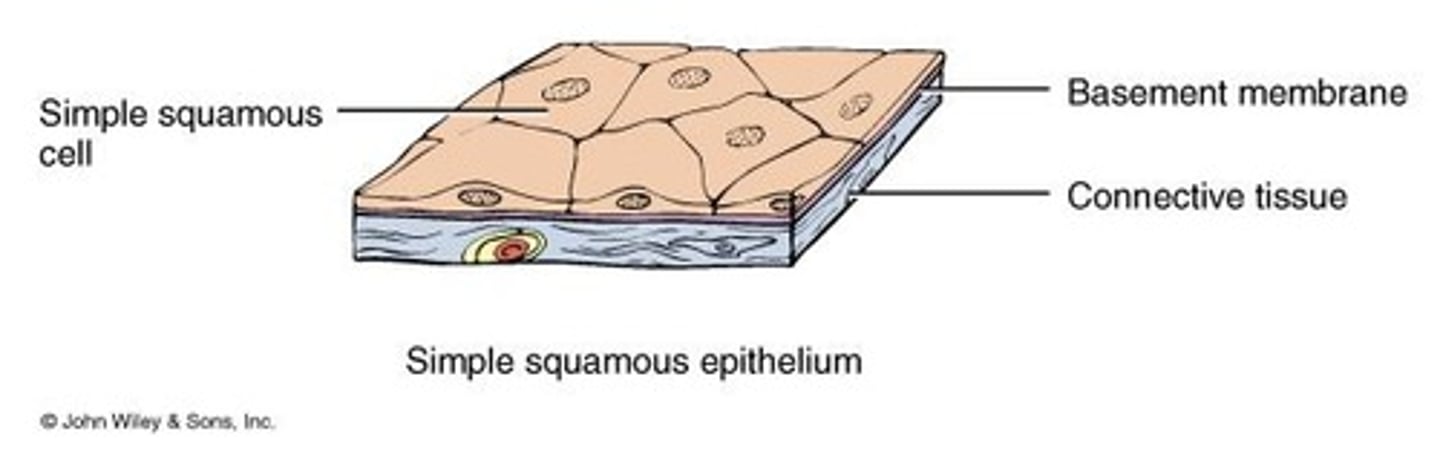 <p>A single layer of flat cells that lines blood vessels and body cavities.</p>