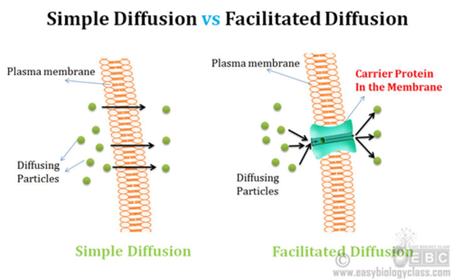 <p>1. Facilitated diffusion uses a transport protein</p><p>2. simple diffusion goes right through the membrane</p>