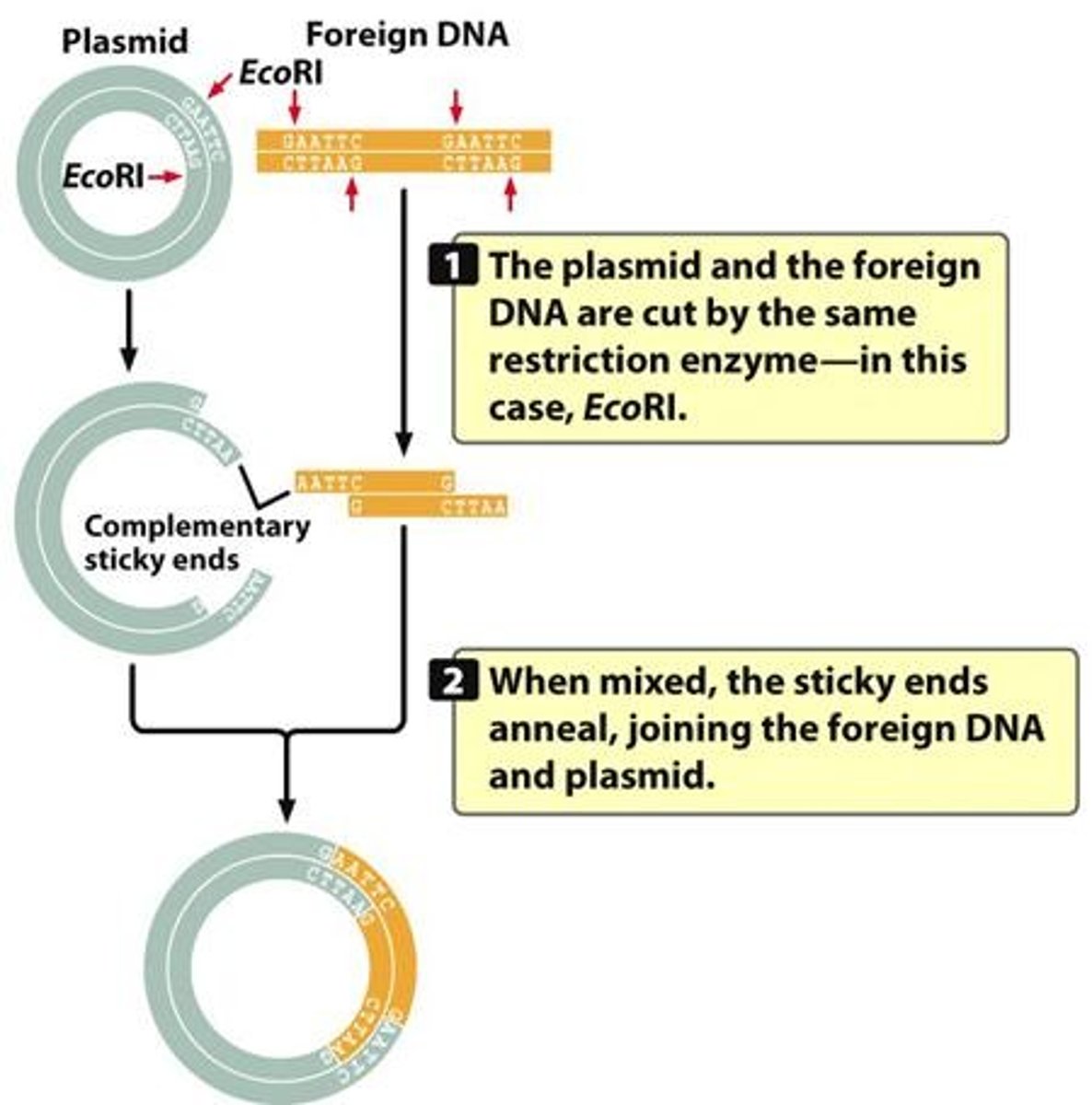 <p>The plasmid is cut with a restriction enzyme (e.g., EcoR1), and a foreign DNA fragment is added, resulting in a recombinant plasmid.</p>