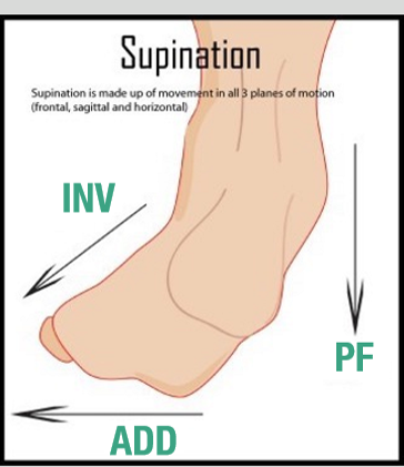 <p>PF, Inversion, ADDuction</p>