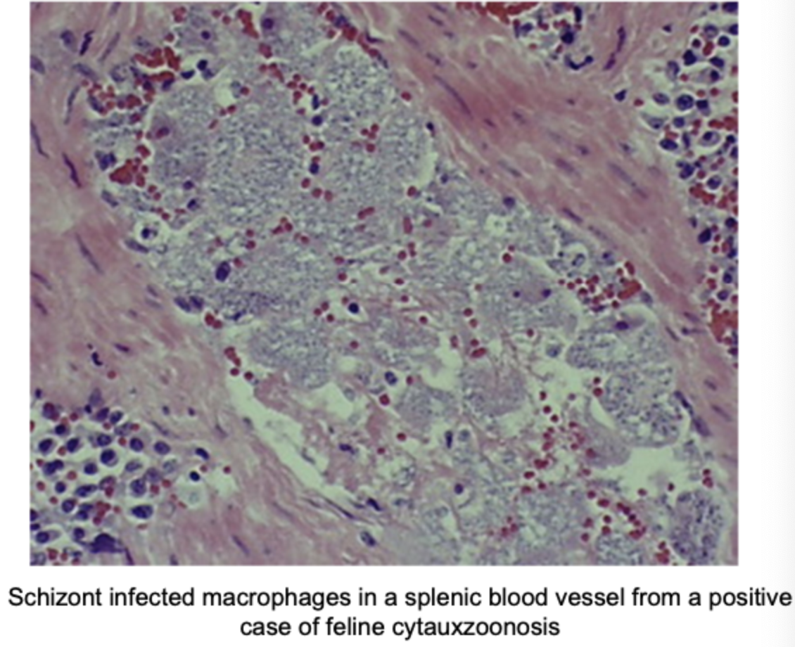 <p>How are cats infected with Cytauxzoon felis?</p>