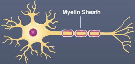 <p>fatty layer that insulates the axons + speeds up transmissions of electrical signals</p>