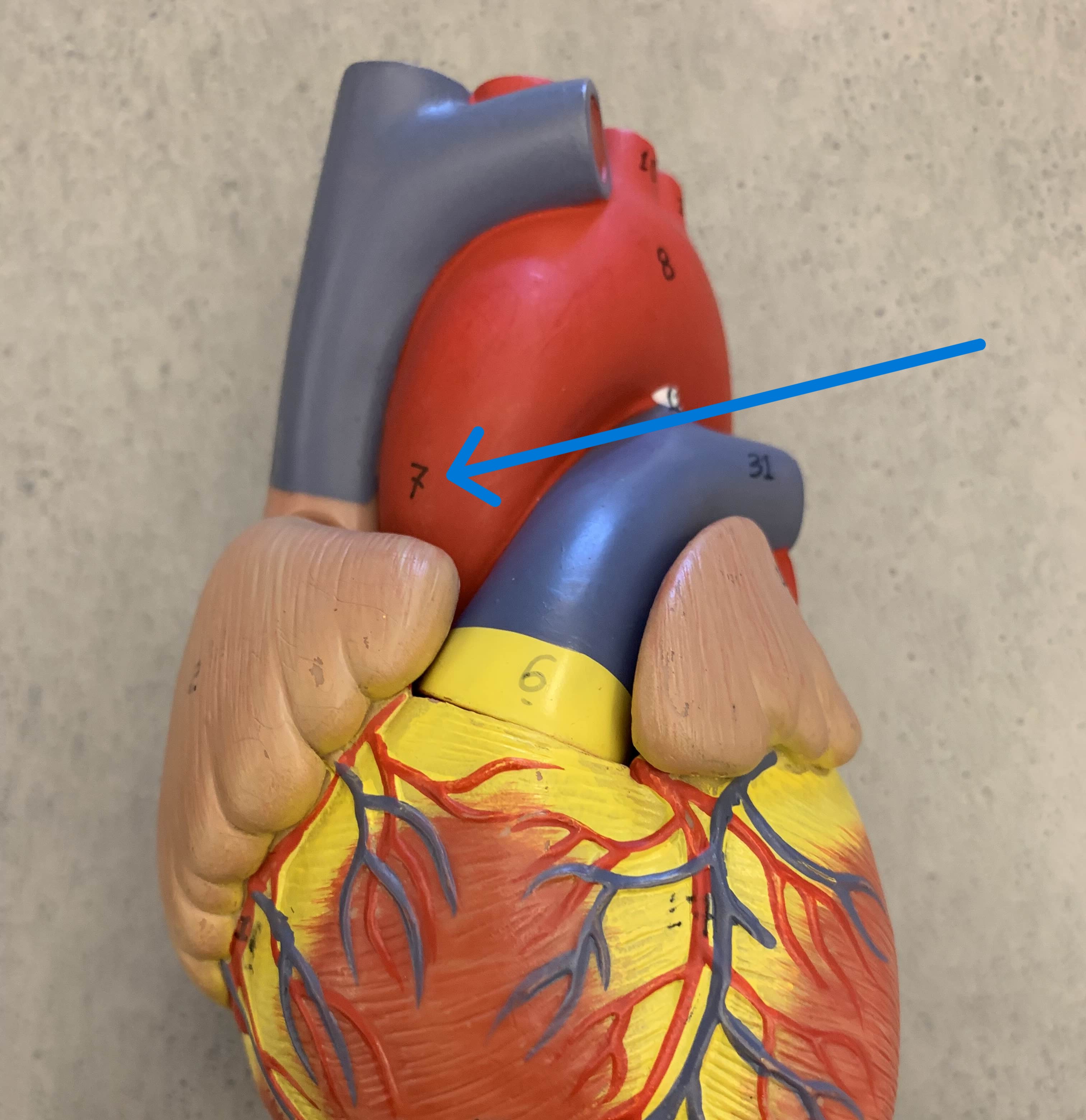 <p>Which vessel of heart:</p><ul><li><p>Enters from left ventricle → ascending aorta → aortic arch</p></li></ul><p></p>