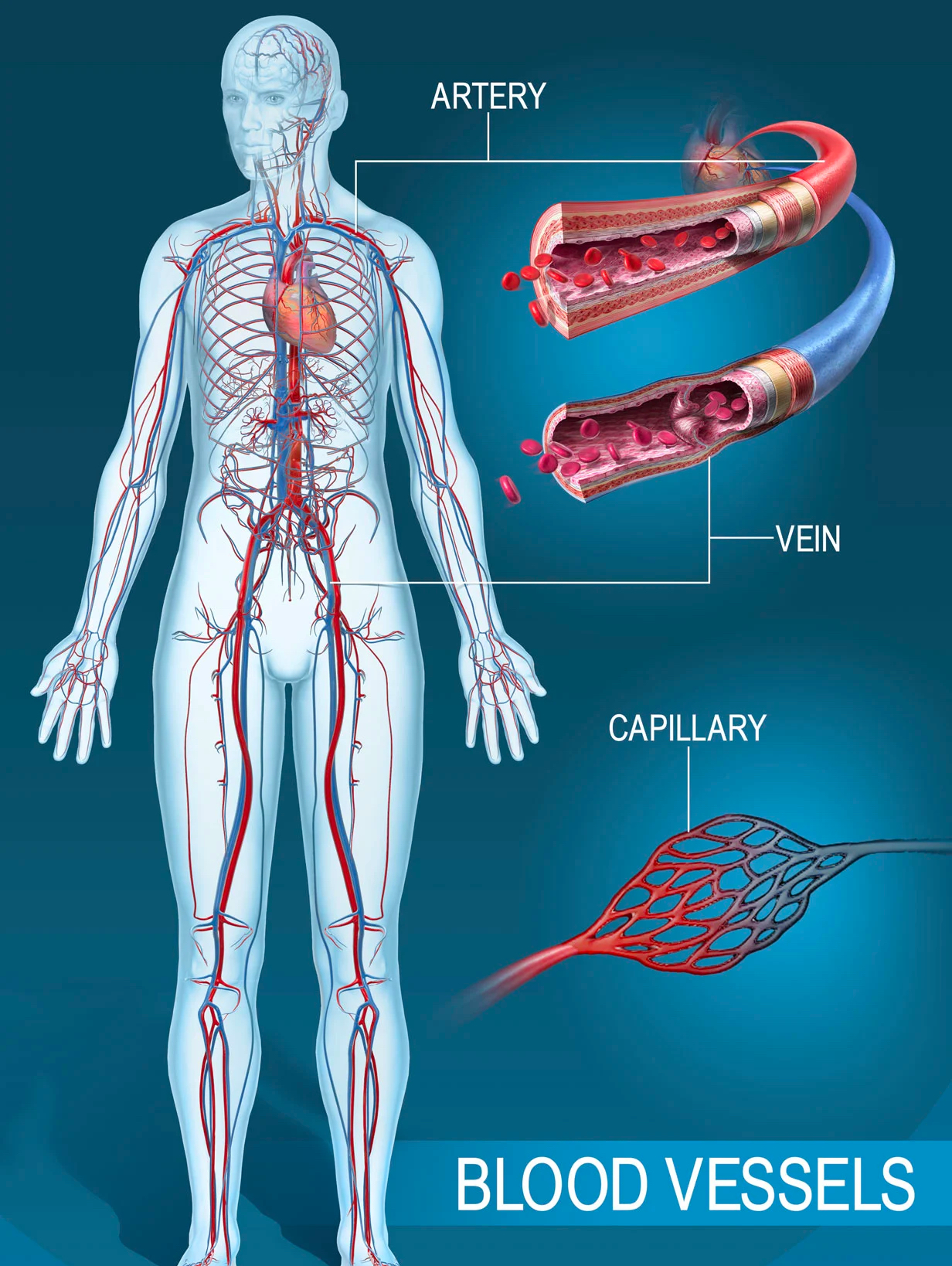 <p>They’re all different blood vessels.</p><ul><li><p>Arteries transport blood away from the heart.</p></li><li><p>Veins return blood back to the heart.</p></li><li><p>Capillaries surround tissues to deliver and absorb oxygen, nutrients, and other substances, also often connecting branches of arteries to branches of veins.</p></li></ul>