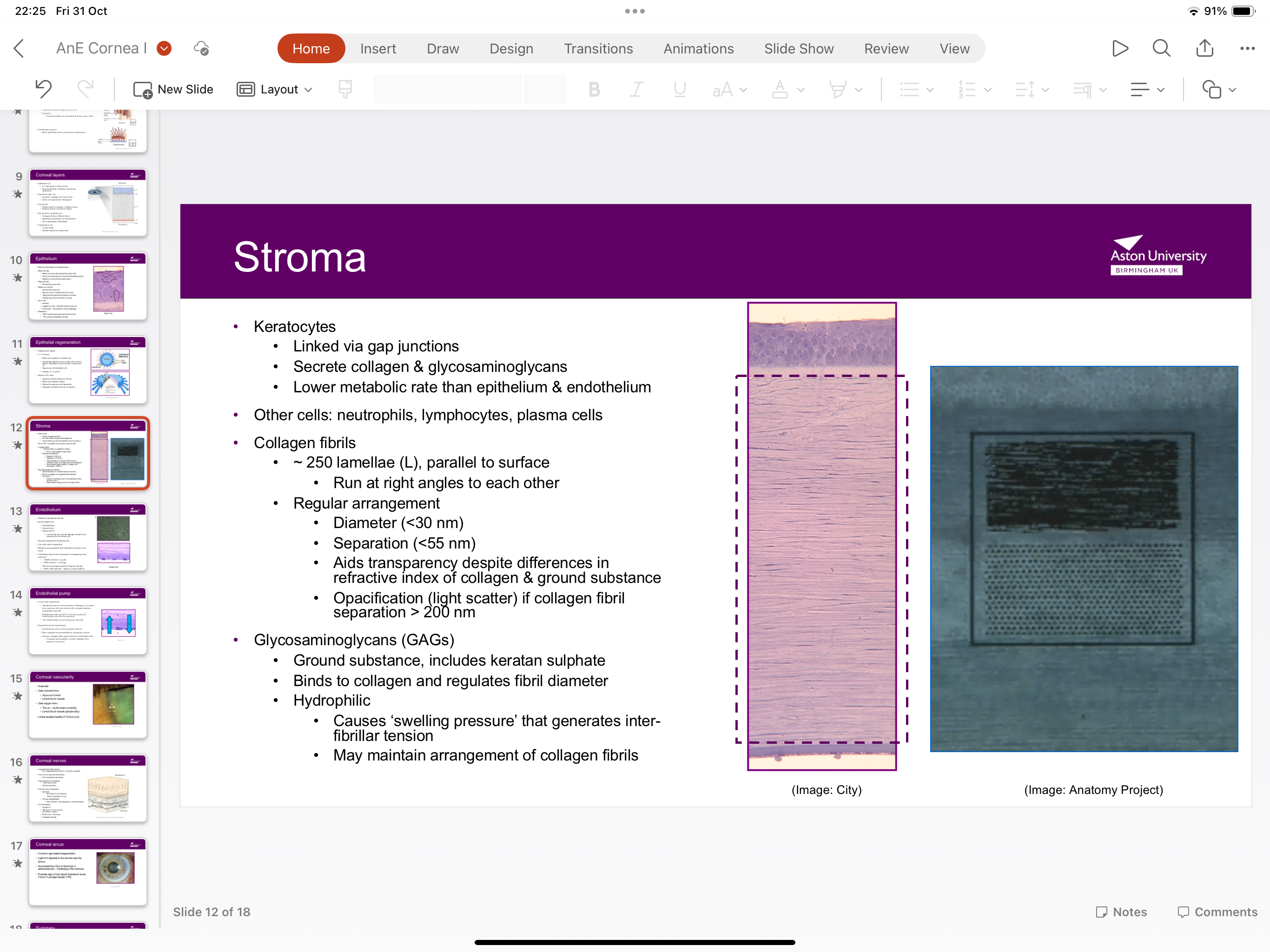 <p>Keratocytes and collagen 500 micrometres thick, regular dense connective tissue</p>