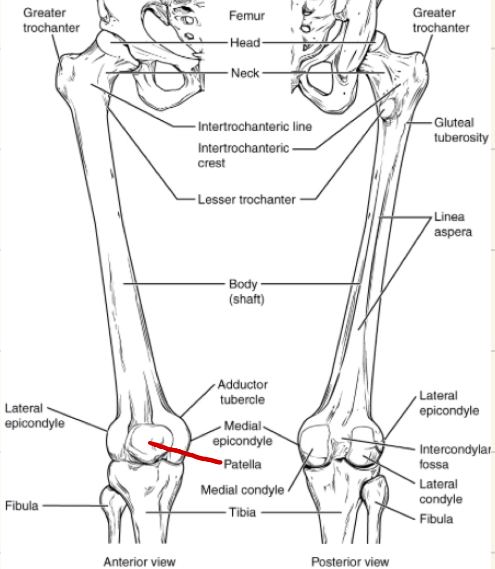 <p>the lateral and smaller bone of the lower leg</p>
