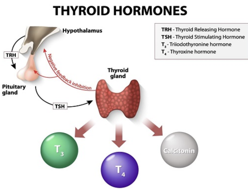 <p>Action of Thyroid Hormone (4)</p>