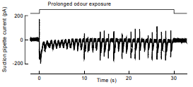 <p>Bursts of spikes caused by oscillation of Ca<sup>2+</sup> and cAMP</p>