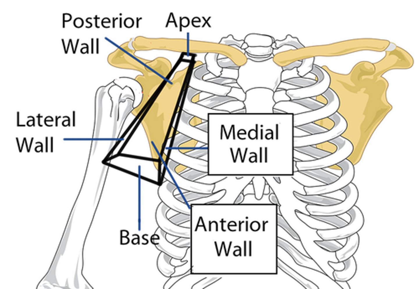 <p>a space between the shoulder and chest wall; shaped like a pyramid</p>