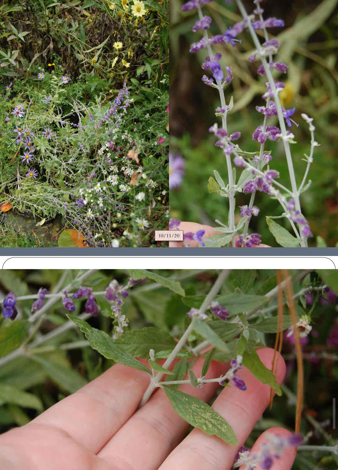 <p>silvery foliage, looks like lavender, aromatic, deer resistant</p>