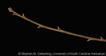 <p>willow oak, Quercus phellos (Fagaceae)</p>