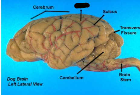 term image