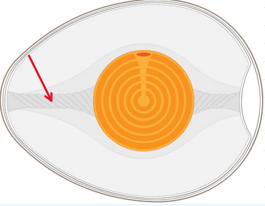 <p>Which layer of albumen stabilizes the position of the yolk in the egg?</p>