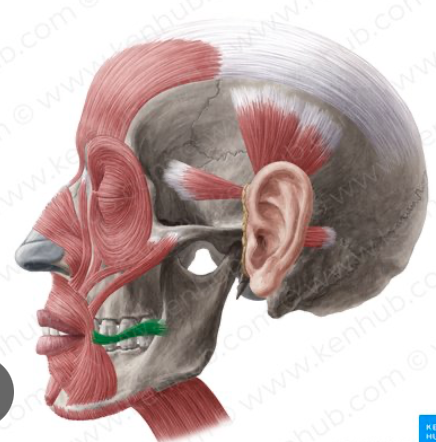 <p>Origin: Fascia of the masseter</p><p>Insertion: Corner of your mouth</p><p>Action: Pulls the mouth laterally</p>
