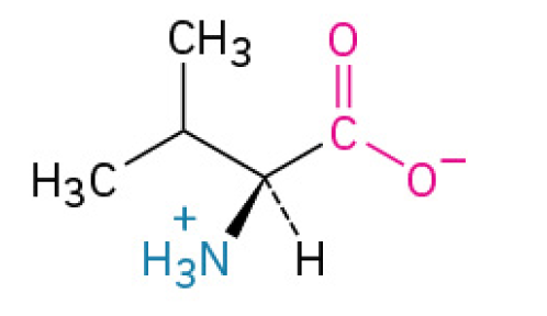 <p>is an essential building for making proteins. It’s known for being bulky and water-avoiding, which makes it important for creating the inner, structural “scaffolding” of proteins.</p><p>Your body cannot make it, you must get it from your food. used by muscles for energy.</p><p> </p><p><em>Is one of the </em><strong><em>three branched-chain amino acids</em></strong><em> (BCAAs)</em>&nbsp;<u><mark data-color="#fff2d8" style="background-color: rgb(255, 242, 216); color: inherit;">Nonpolar, Nonaromatic </mark></u></p>