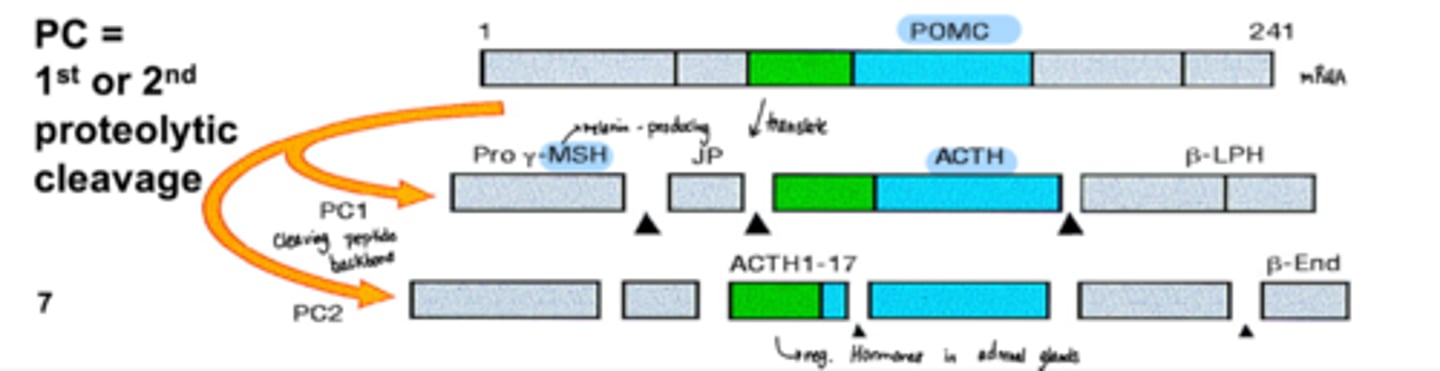 <p>increase in MSH because there will be more POMC cleaving</p>
