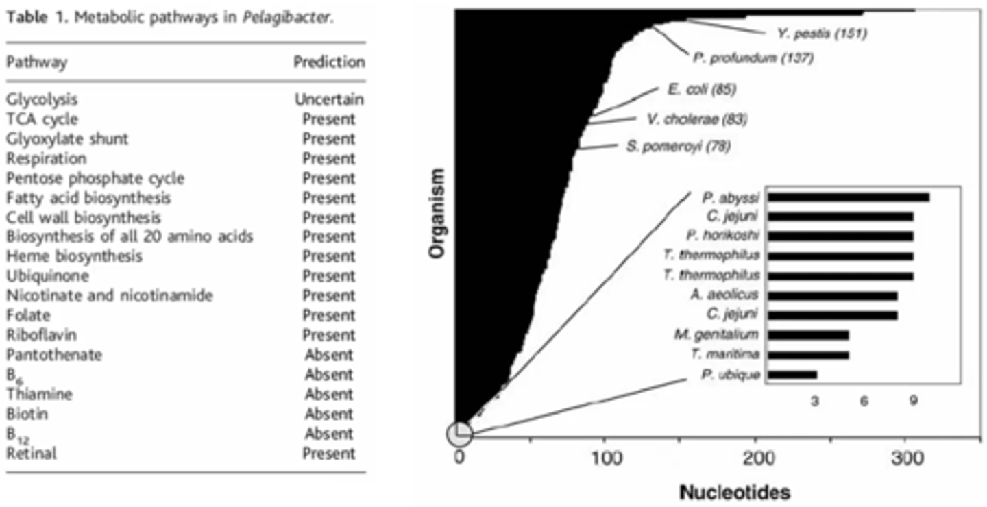 <p>1) genes that are absent:</p><p>- genes that would confer alternate metabolic lifestyles, motility, or other complexities of structure and function</p><p>- non-functional or redundant DNA</p><p>- pseudo-genes, phage genes, or recent gene duplications</p><p>2) genes that are present:</p><p>- genes for carotenoid synthesis</p><p>- genes for retinal synthesis</p><p>- genes for proteorhodopsin</p><p>- median spacer size for intergenic DNA regions is 3 bases</p>