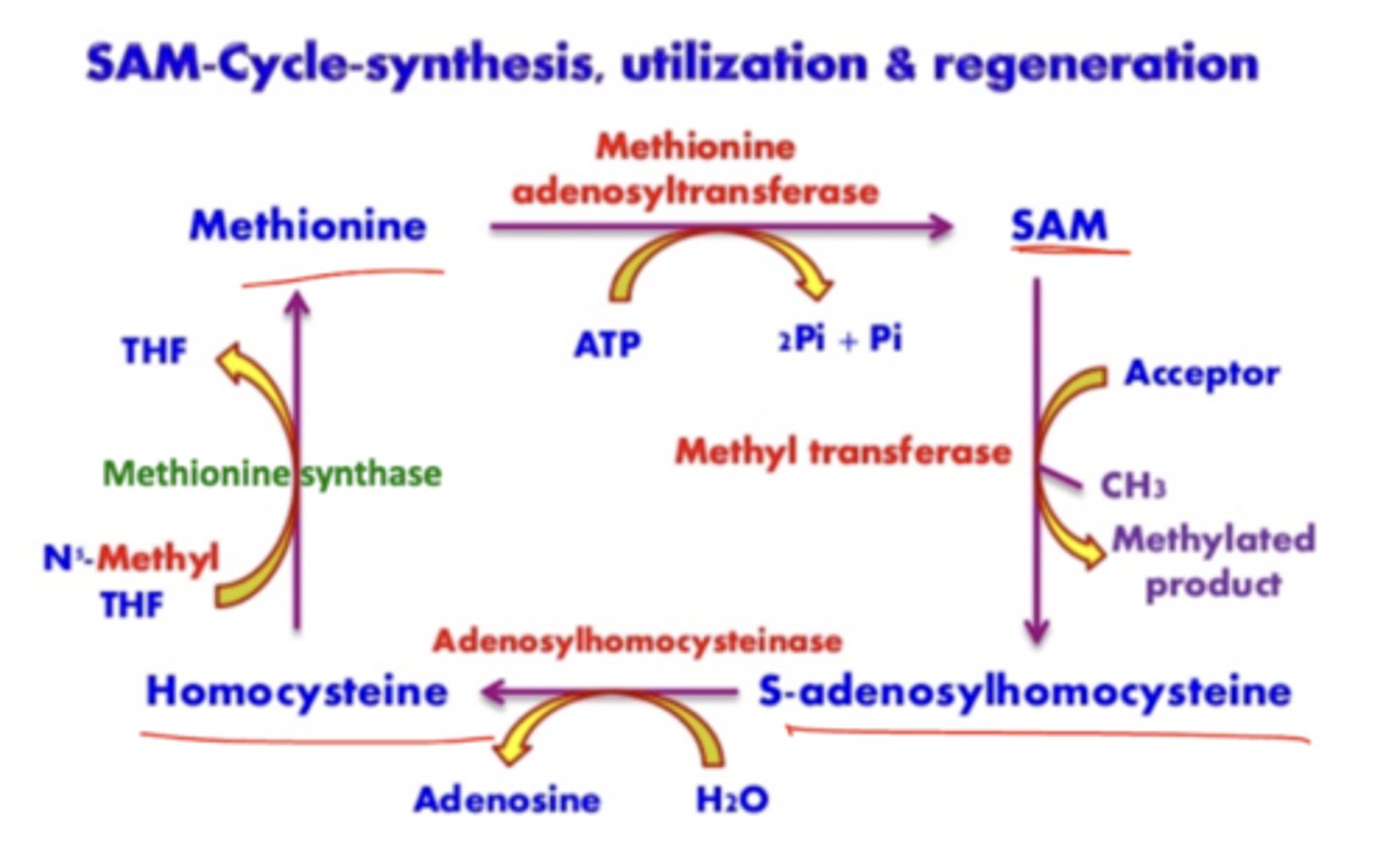 <p>Requires 2 ATP essentially. Methyltransferases are involved in the transfer of methyl groups.</p>