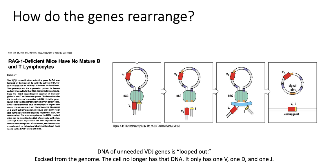 <ul><li><p><strong>RAG-1  enzymes</strong> cut DNA → form <strong>loops</strong> to bring selected <strong>V, D, and J</strong> segments together</p></li><li><p><strong>Unneeded DNA</strong> is <strong>looped out and permanently excised</strong> from the genome</p></li><li><p>During <strong>stitching (joining)</strong> of V, D, and J → extra <strong>diversity</strong> added (junctional diversity)</p></li><li><p>Result: Only <strong>one V, D, and J combination</strong> remains → creates a <strong>unique receptor</strong> for each cell</p></li></ul><p></p>
