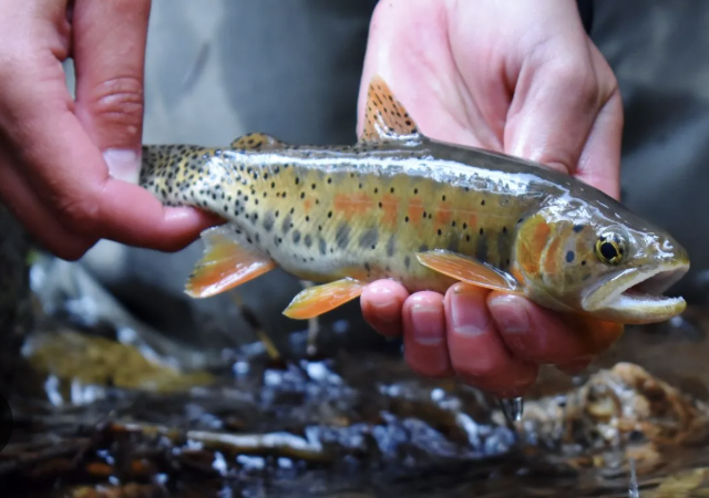 <p>greenback cutthroat trout</p>