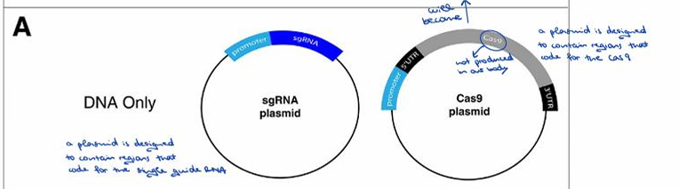 <p>One plasmid is designed to code for the single guide RNA, and another plasmid is designed to code for the Cas9 protein (as it is not produced in our body).</p><p></p>