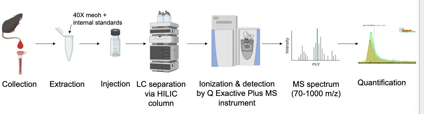 <p>collection → extraction → injection → LC separation via HILIC column → ionization &amp; detection by Q exactive plus MS instrument → MS spectrum → quantification</p><ul><li><p>separate and detect up to <strong>400</strong> water soluble metabolites with a single 25 minute method</p></li></ul><p></p>