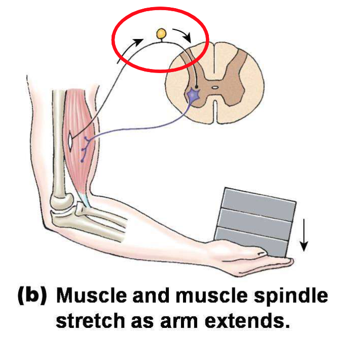 <p>Explain the concept of the Golgi tendon reflex happening in this photo.</p>