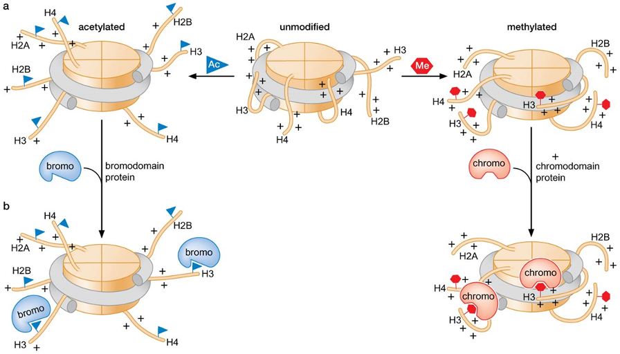 Bromodomain and Chromodomain