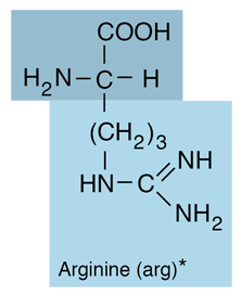 <p>Positively charged; Arg [R]</p>