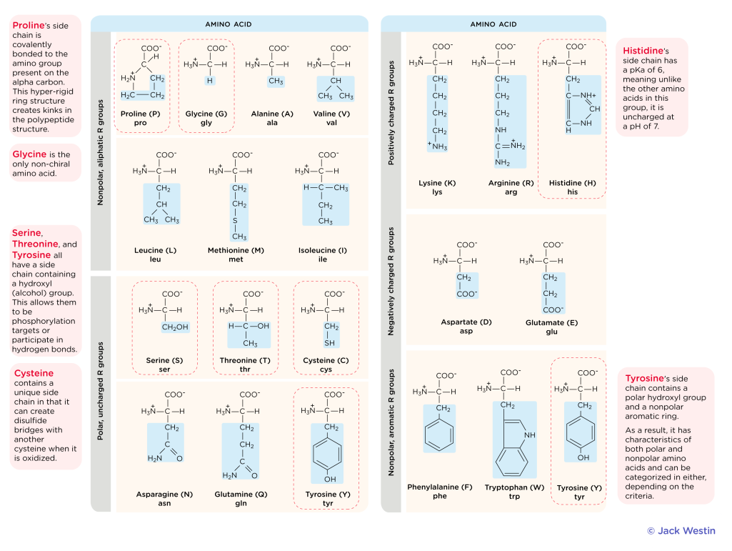 <p>Building Blocks of Proteins</p><p>Amino acids with long alkyl chains are hydrophobic, and those with charges are hydrophilic; many others fall somewhere in between.</p>