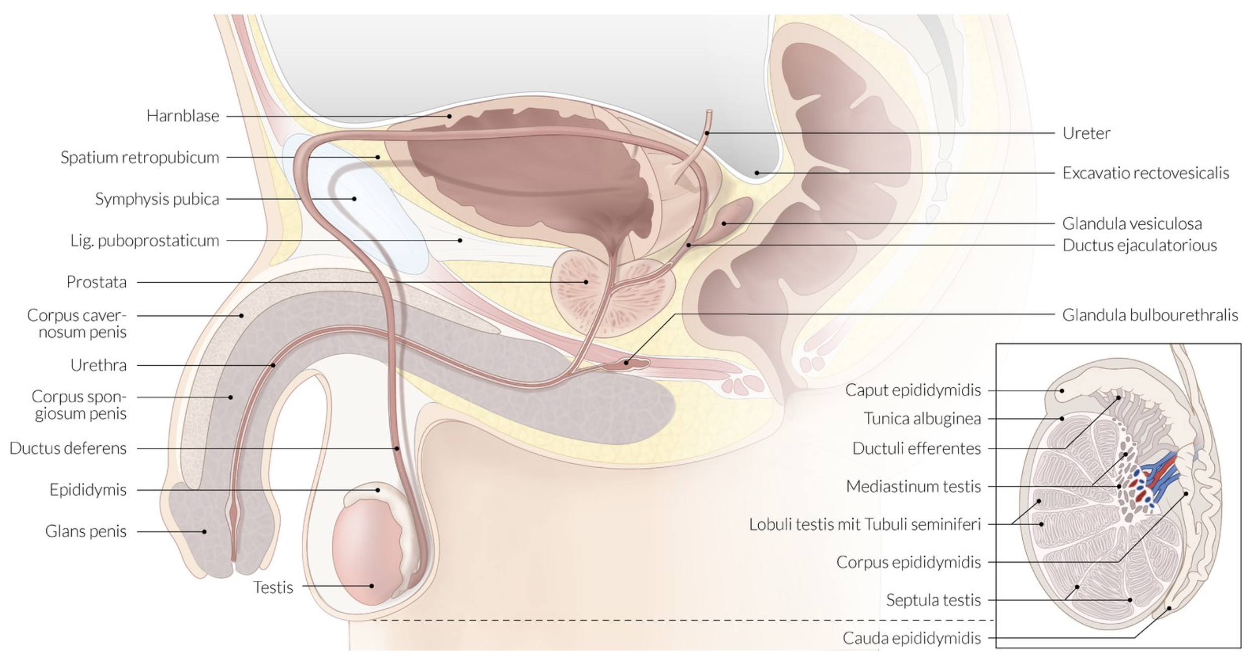 <p>D. 5–6 meters</p>