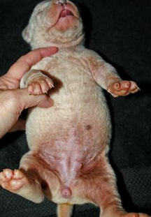 <ul><li><p class="has-focus">Genetic</p></li><li><p><span style="color: rgb(136, 136, 136);"><strong>Et:</strong></span></p><ul><li><p><strong>Golden Retriever ichthyosis: </strong>Prime disorders of Cornification, PNPLA1 mutation</p><ul><li><p><u>Large, soft, white to gray adherent scale</u></p></li></ul></li><li><p><strong>Bulldog ichthyosis: </strong>Prime disorders of Cornification, NIPAL-4 mutation</p><ul><li><p><u>Large white to tan scales- generalized Severe Malassezia overgrowth</u></p></li></ul></li></ul></li><li><p><span style="color: rgb(136, 136, 136);"><strong>Cs: </strong></span>Erythema, keratinous debris, Alopecia, Lichenification, hyperpigmentation</p></li><li><p><span style="color: rgb(136, 136, 136);"><strong>Tx: </strong></span>salicylic acid, <strong><u>sulfur</u></strong>, tar, selenium sulfide, Emollients, moisturizers, humectants</p></li></ul><p></p>