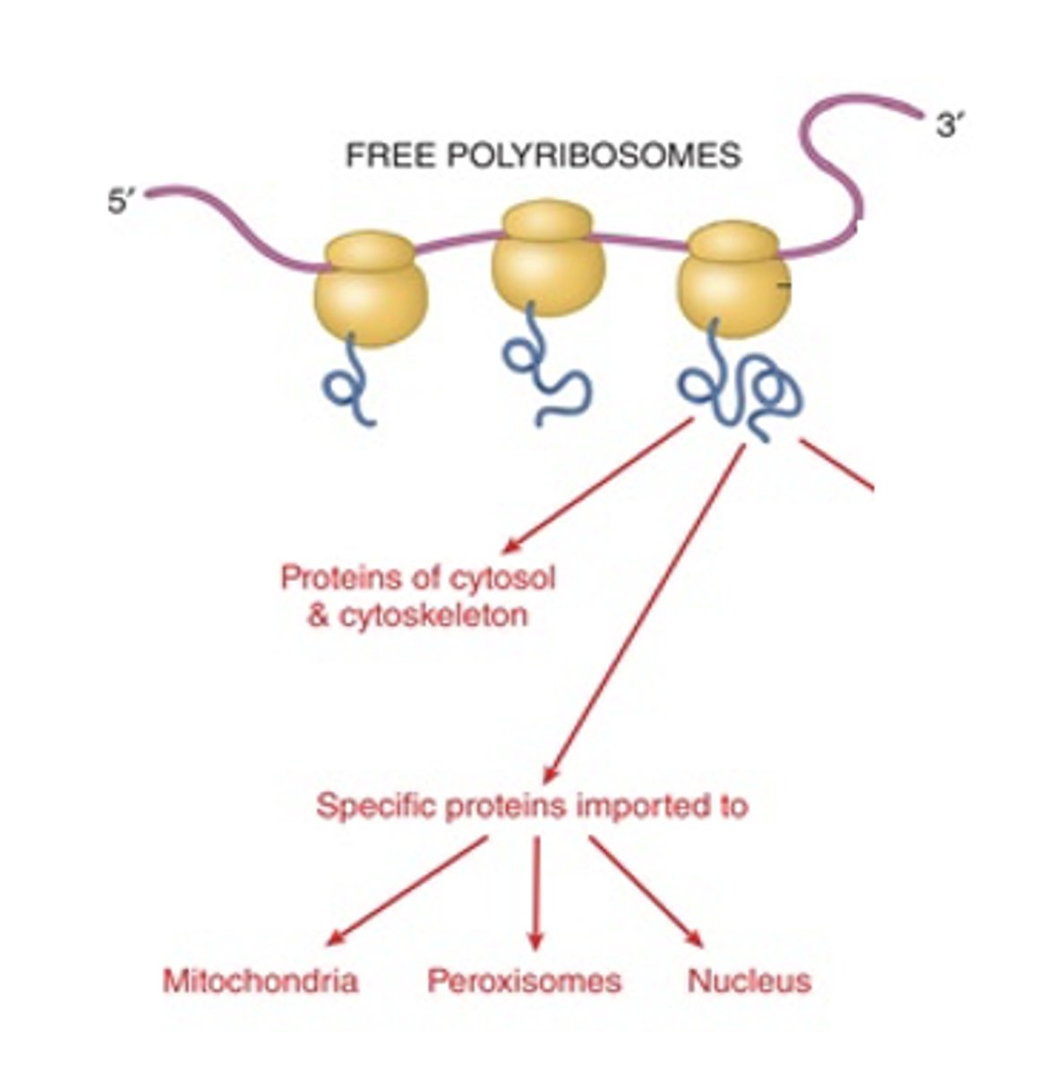 <p>When is a ribosome considered active?</p>
