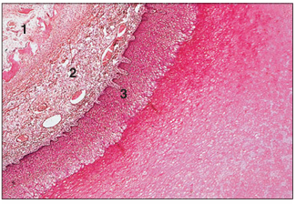 <p>name of histologic slide:</p><p>Specie:</p><p>Parts</p><p>1.__ 2.__ 3.__ </p><p>Stain used:</p>