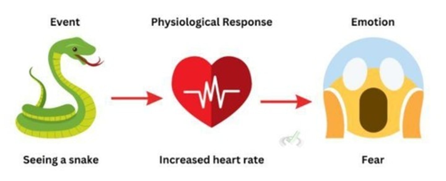 <p>The amygdala responds to fearful stimuli and processes fear before the cortex.</p>