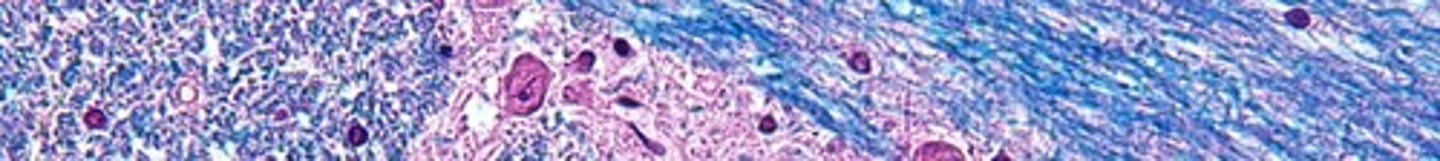 <p>Stains myelin sheaths in neural tissue.</p>