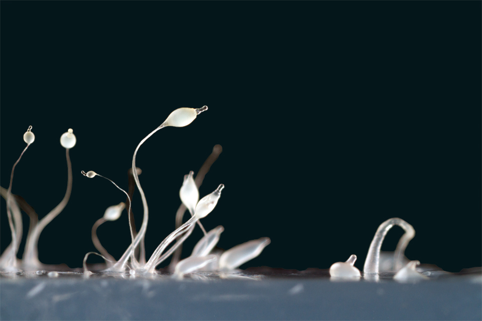  ___________ ________ _________(dictyostelids) are groups of unicellular amoebae that collaborate to form fruiting structures to disperse spores