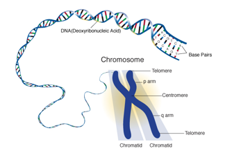 <ul><li><p>daughter chromosomes joined by a centromere during cell division</p></li></ul><p></p>