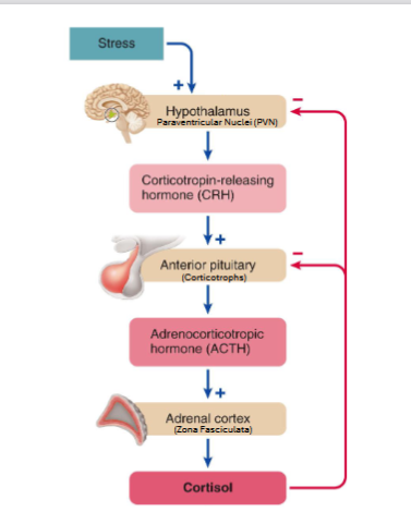 <ul><li><p>hypothalamus doesn’t receive much of a negative feedback from cortisol, but Anterior pituitary is greatly affected)</p></li><li><p>CRH amount is affected by circadian rythym</p></li><li><p>long-term stress leads to cortisol accumulation</p></li></ul><p></p>
