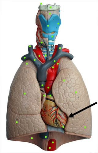 which lung