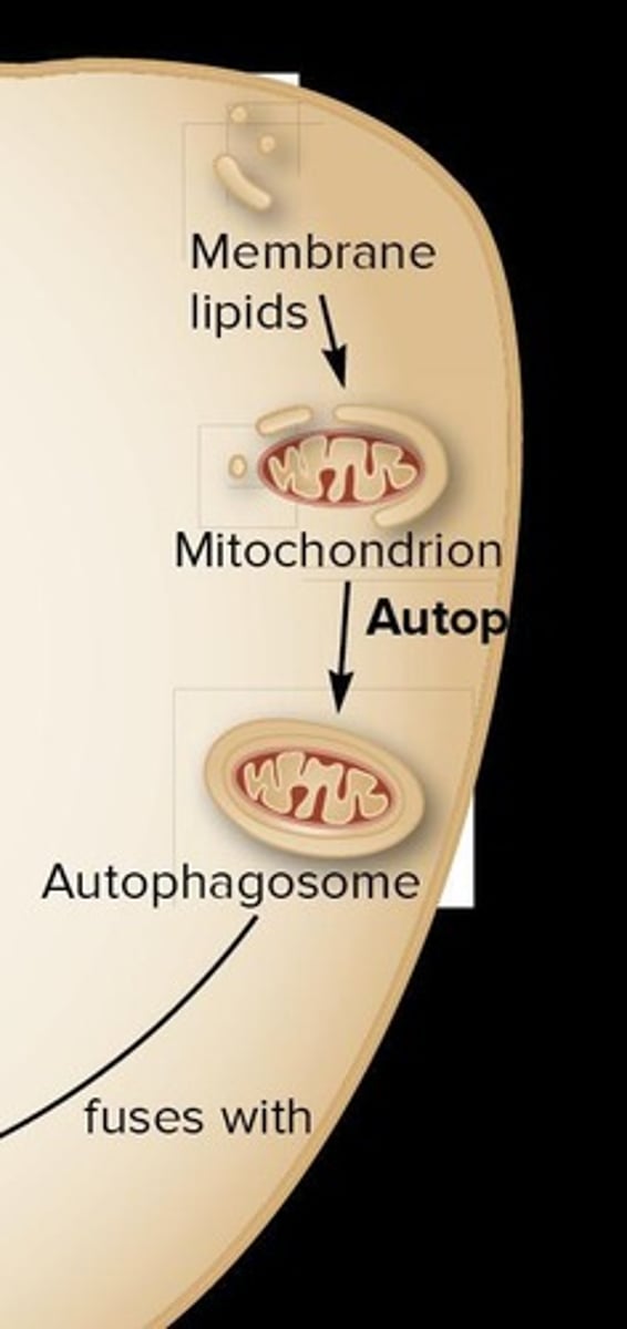 <p>Digestion of cytoplasmic components without endocytosis.</p>