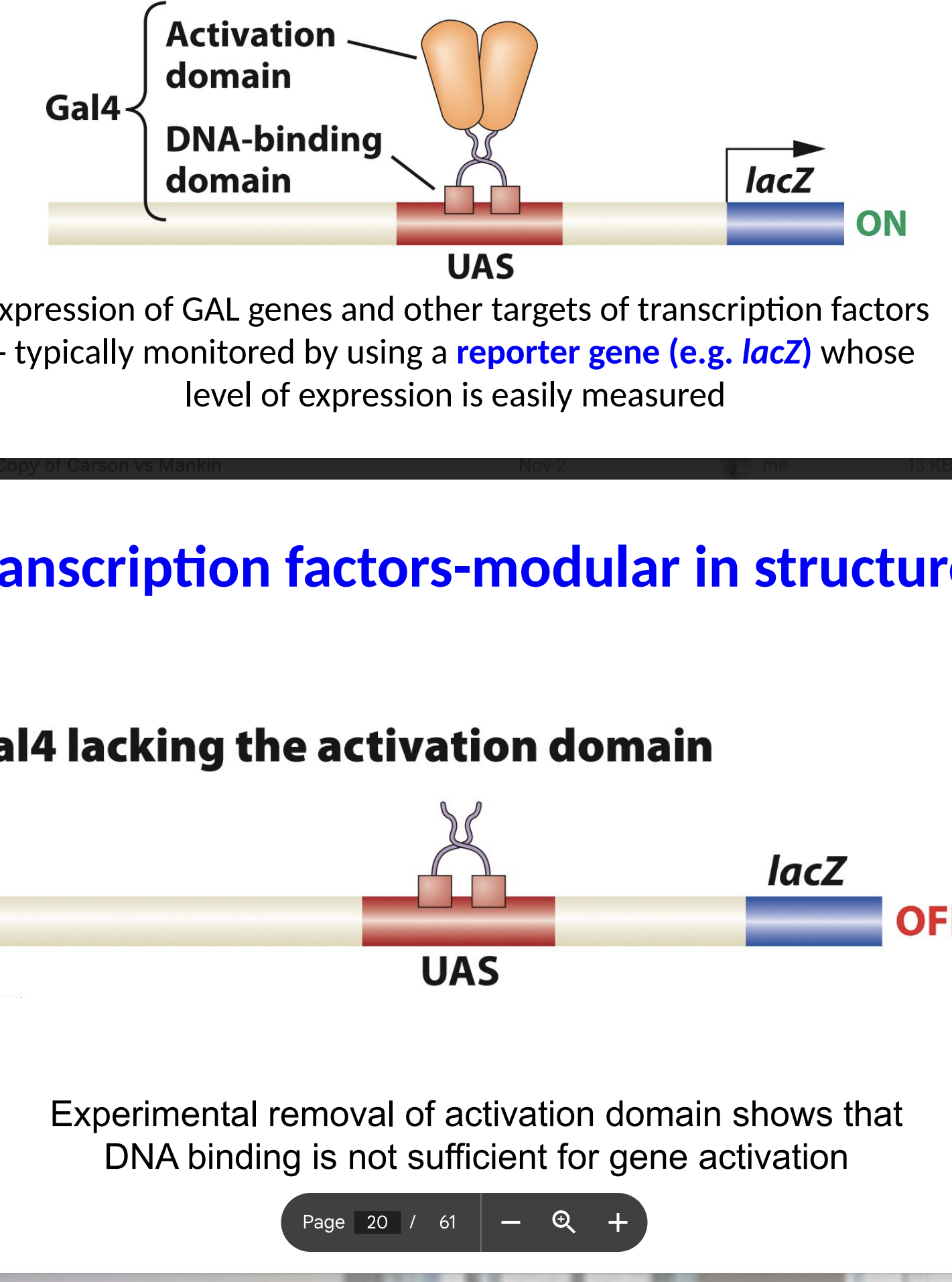 <p>if the Gal 4 does not have the activation domain what happens </p>