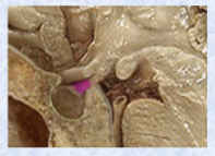 <p>suspended from hypothalamus by stalk</p>