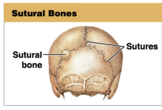 Irregular bones formed between cranial bone 

* only found on the cranial bone